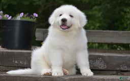 Great Pyrenees dogs for sale: Silas - Image 6