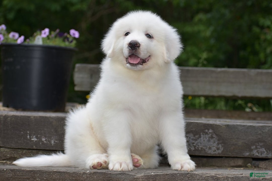 Great Pyrenees dogs for sale: Silas - Image 6