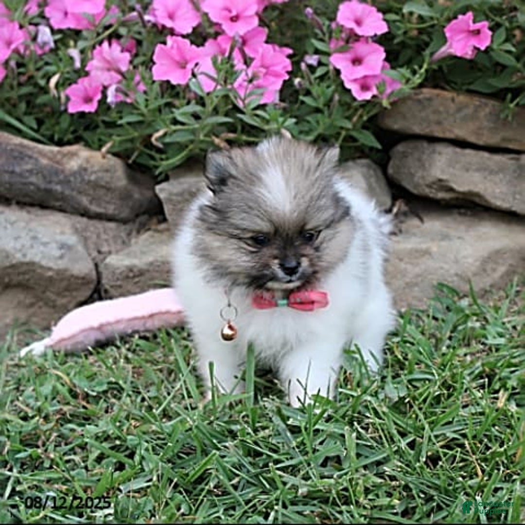 Pomeranian dogs for sale: Kylie - Image 7
