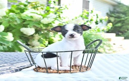 Chihuahua dogs for sale: Brewster - Image 10