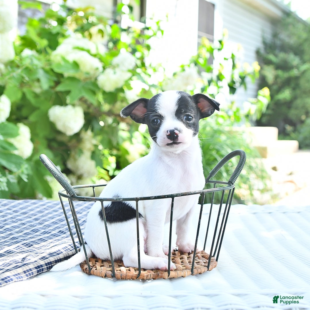 Chihuahua dogs for sale: Brewster - Image 10
