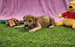 Catahoula Leopard Dog dogs for sale: Duchess 2025 Female 4 - Image 7