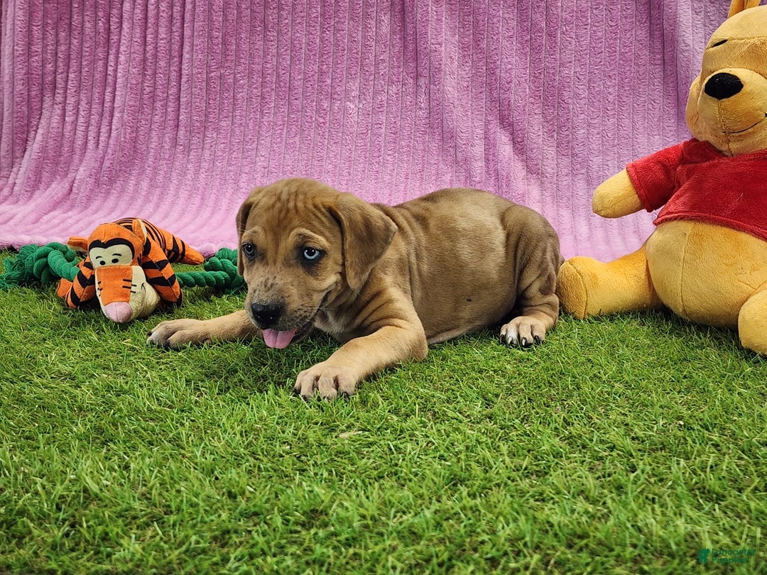 Catahoula Leopard Dog dogs for sale: Duchess 2025 Female 4 - Image 7