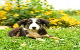 Border Collie dogs for sale: Shelby - Image 2