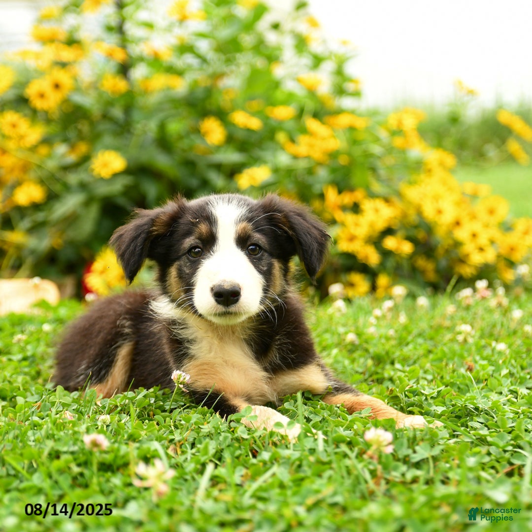 Border Collie dogs for sale: Shelby - Image 2