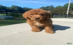 Mini Goldendoodle dogs for sale: Delilah - Image 11