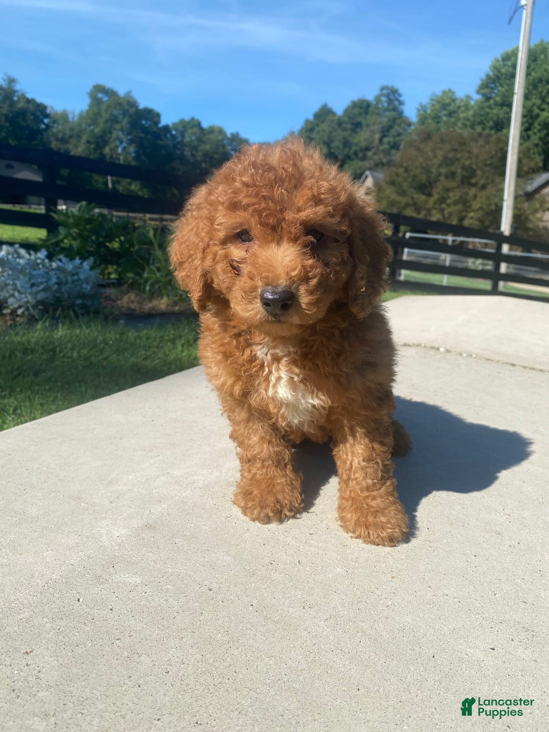 Mini Goldendoodle dogs for sale: Delilah - Image 11