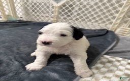 Saint Berdoodles dogs for sale: Bailey - Image 6