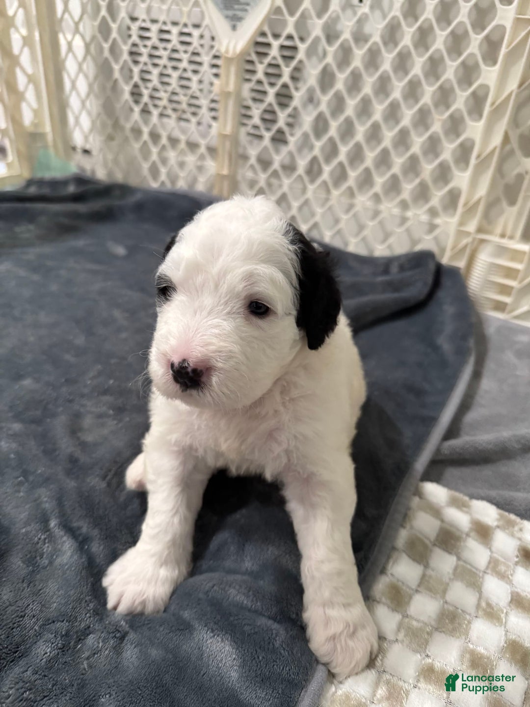 Saint Berdoodles dogs for sale: Bailey - Image 6