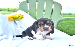 Basset Hound dogs for sale: Shannon - Image 20