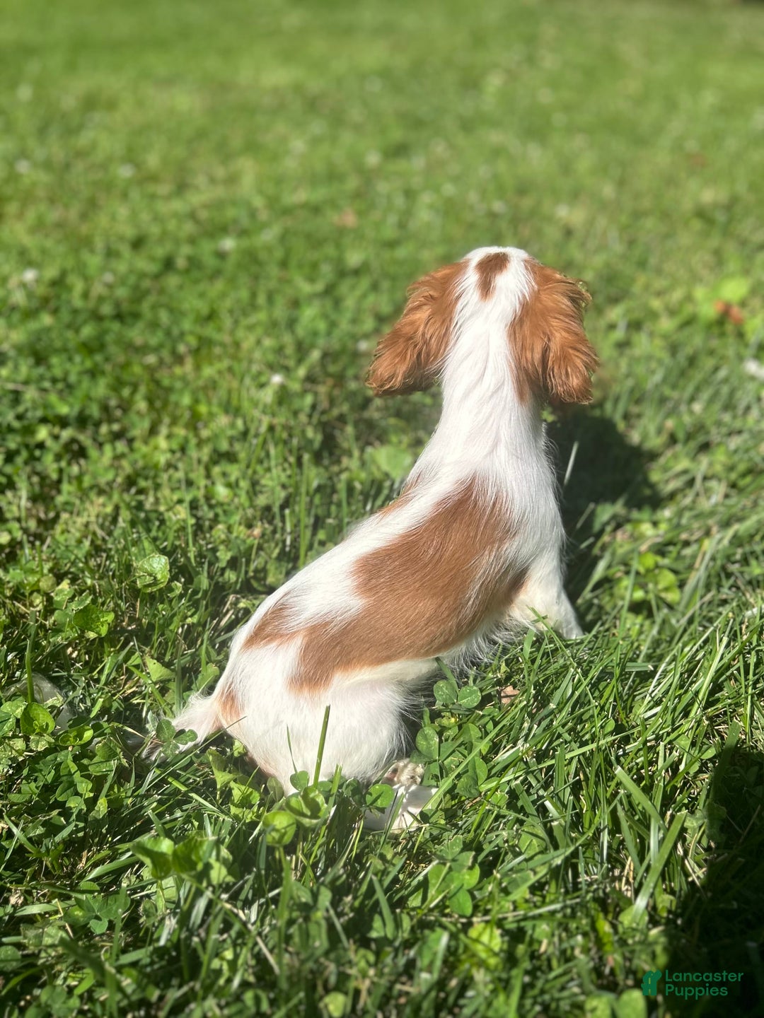 Cavalier King Charles Spaniel dogs for sale: Pinkie - Image 6