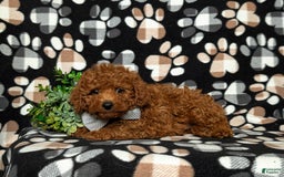 Toy Poodle dogs for sale: Duncan - Image 3