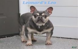 French Bulldog dogs for sale: Abby - Image 11