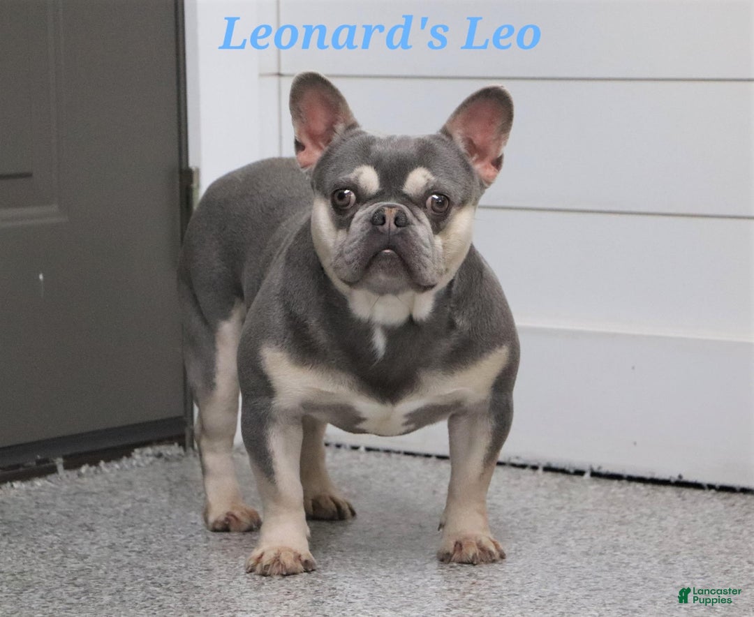 French Bulldog dogs for sale: Abby - Image 11