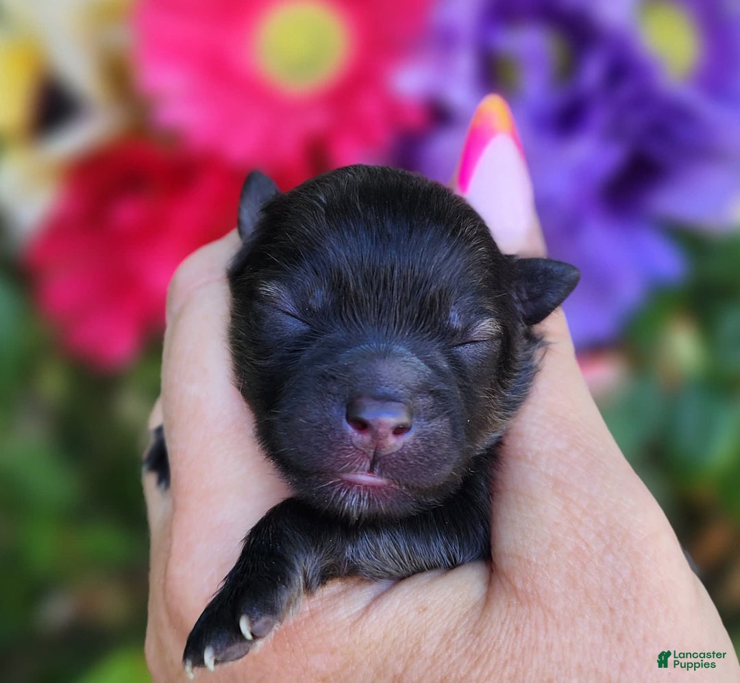 Pomeranian dogs for sale: Valhalla - Listing for pets: Nirvana, Valhalla, Elysium - Image 3