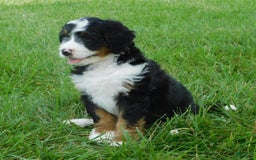 Mini Bernedoodle dogs for sale: Konnor - Image 7