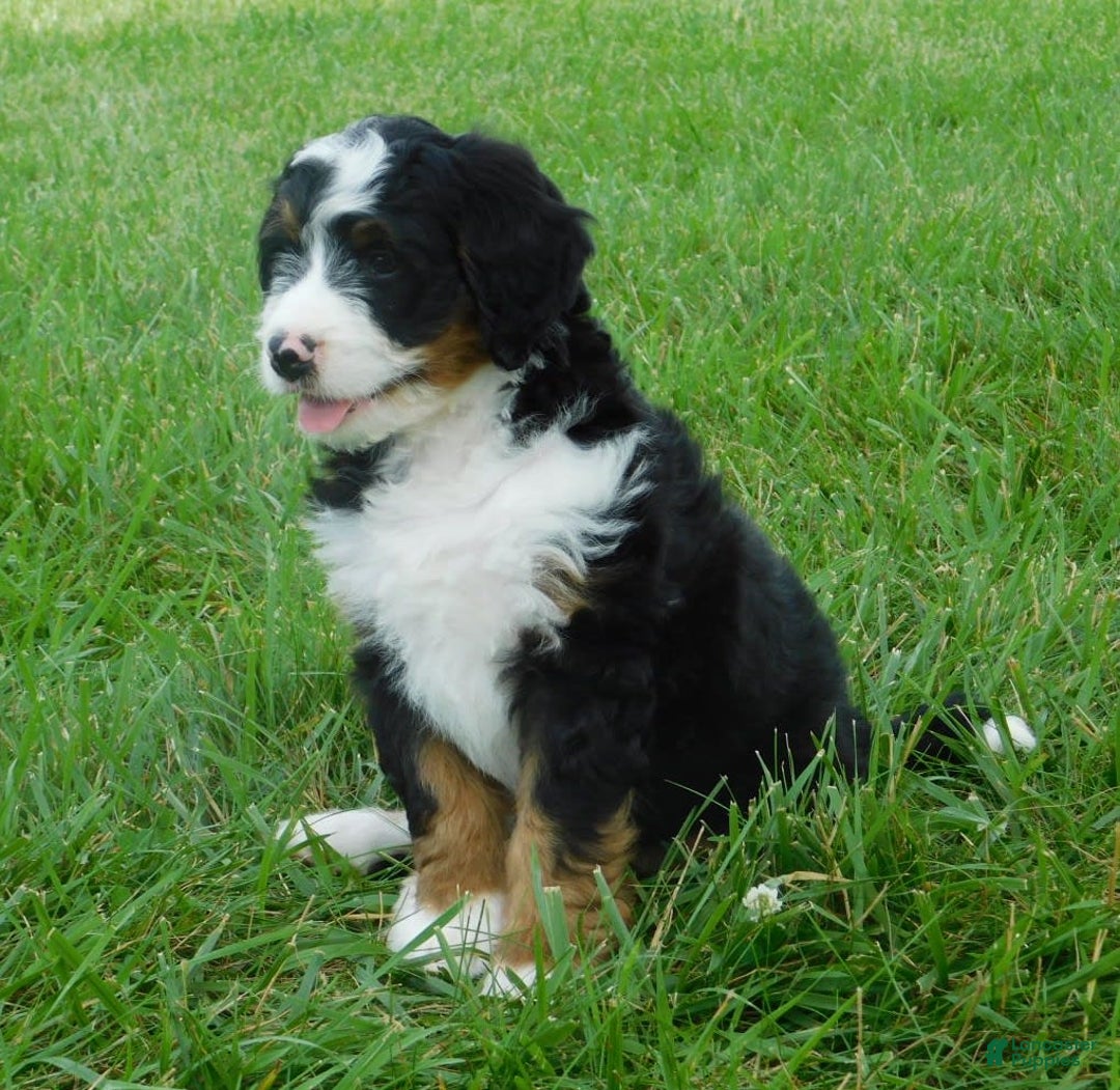 Mini Bernedoodle dogs for sale: Konnor - Image 7