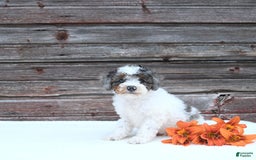 Miniature Poodle dogs for sale: Mac - Image 9