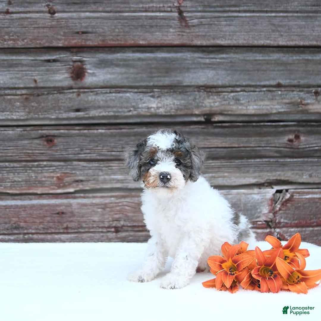 Miniature Poodle dogs for sale: Mac - Image 9