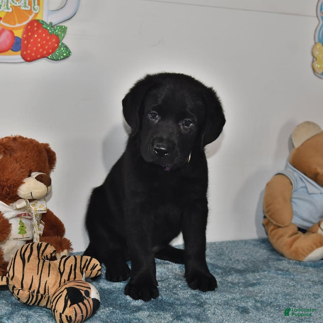 Labrador Retriever dogs for sale: Chloe - Image 11