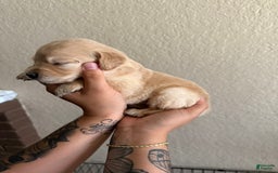 Golden Retriever dogs for sale: Marley - Image 5