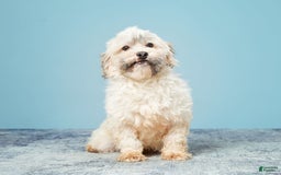 Havanese dogs for sale: Inigo - Image 9