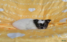 Chihuahua dogs for sale: Blue Sky Long Coat - Image 9