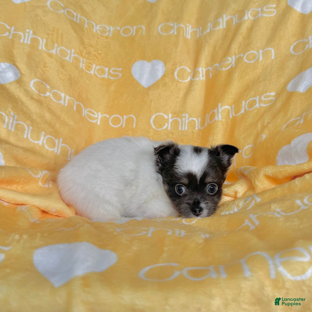 Chihuahua dogs for sale: Blue Sky Long Coat - Image 9