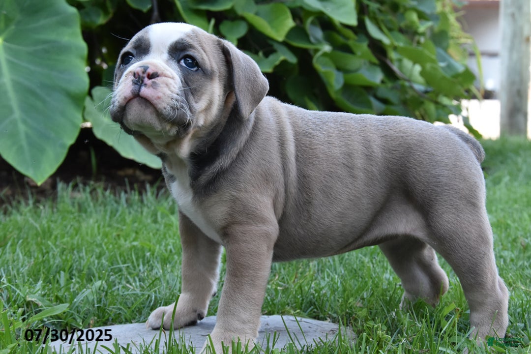 Olde English Bulldogge dogs for sale: Phebe - Image 1