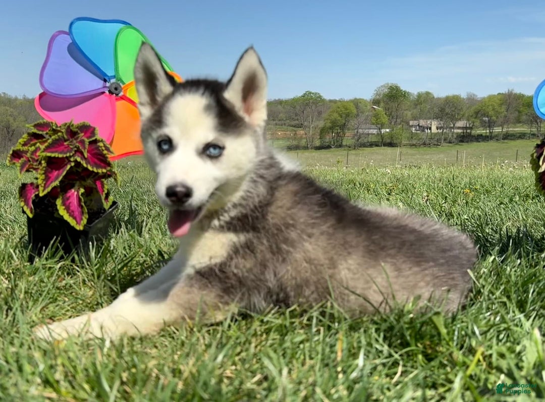 Siberian Husky dogs for sale: Nova Female 4 - Image 6