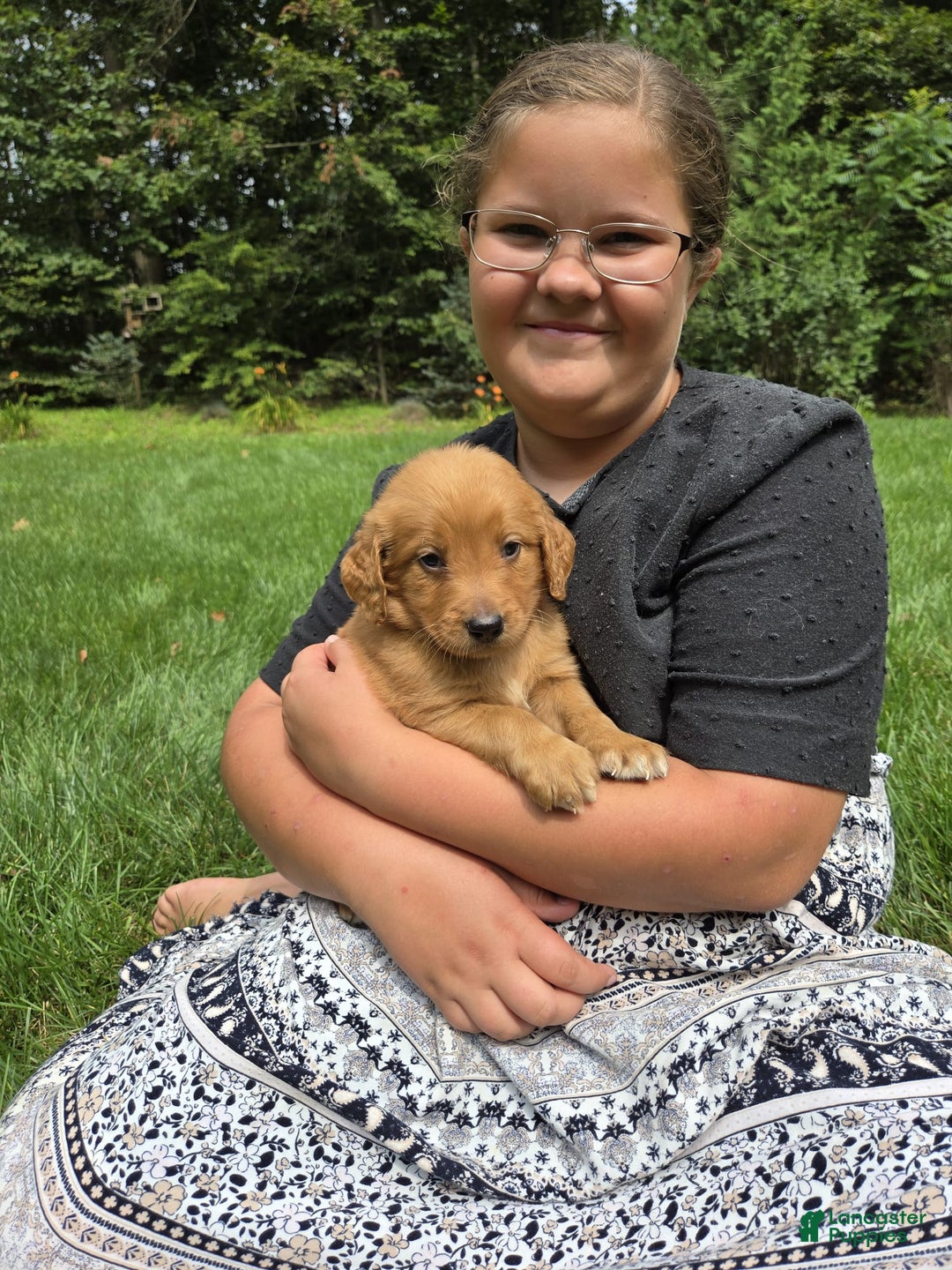 Goldendoodle dogs for sale: Robyn - Image 12