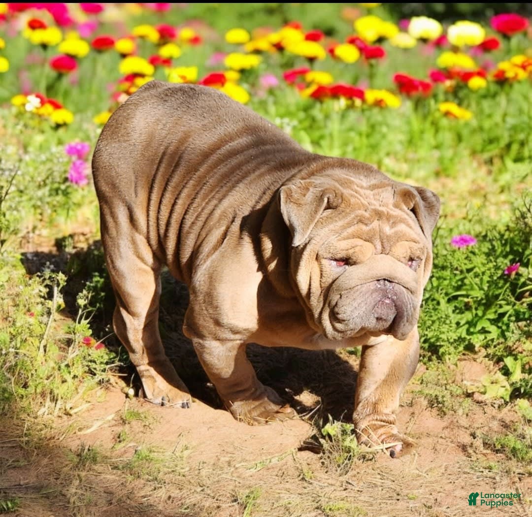 English Bulldog dogs for sale: Venus - Image 16