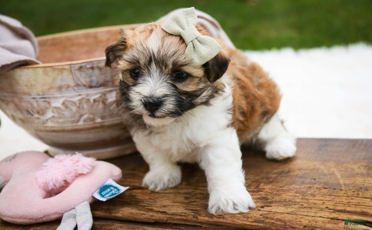 Havanese dogs for sale - Ad 4