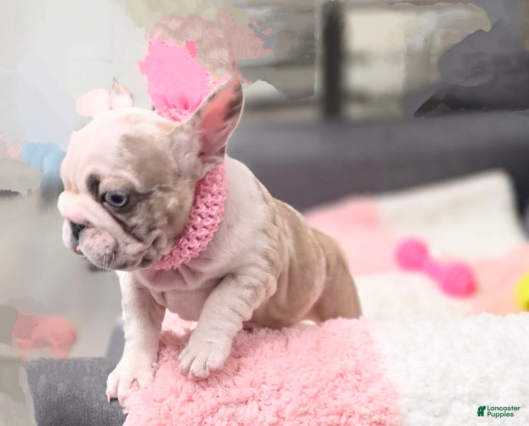 French Bulldog dogs for sale: Marshmello - Image 1