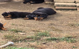 Rottweiler dogs for sale: Demi - Image 2