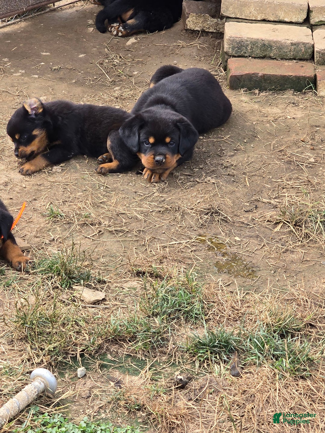 Rottweiler dogs for sale: Demi - Image 2