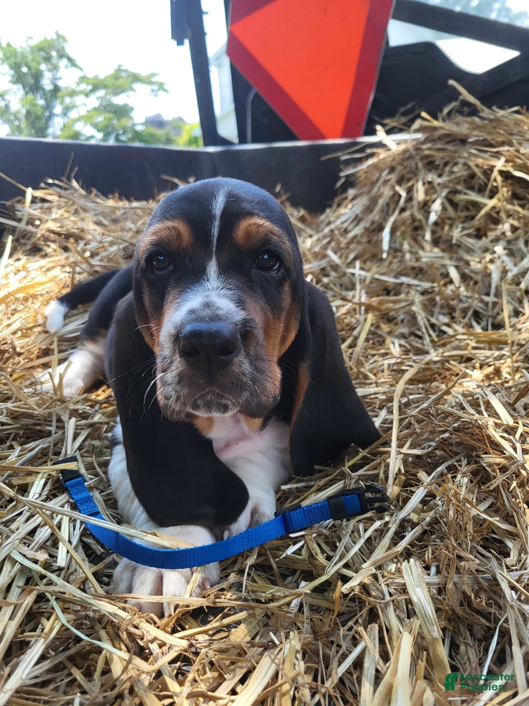 Basset Hound dogs for sale: Henry - Image 5