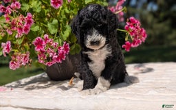 Mini Bernedoodle dogs for sale: Sienna - Image 12