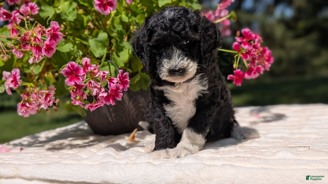 Mini Bernedoodle dogs for sale: Sienna - Image 12