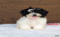 Teddy Bear dogs for sale: Bodie - Image 4