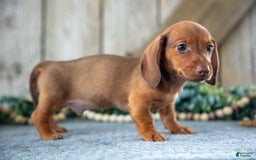 Miniature Dachshund dogs for sale: Miniature Dachshund 4 puppies - Image 4