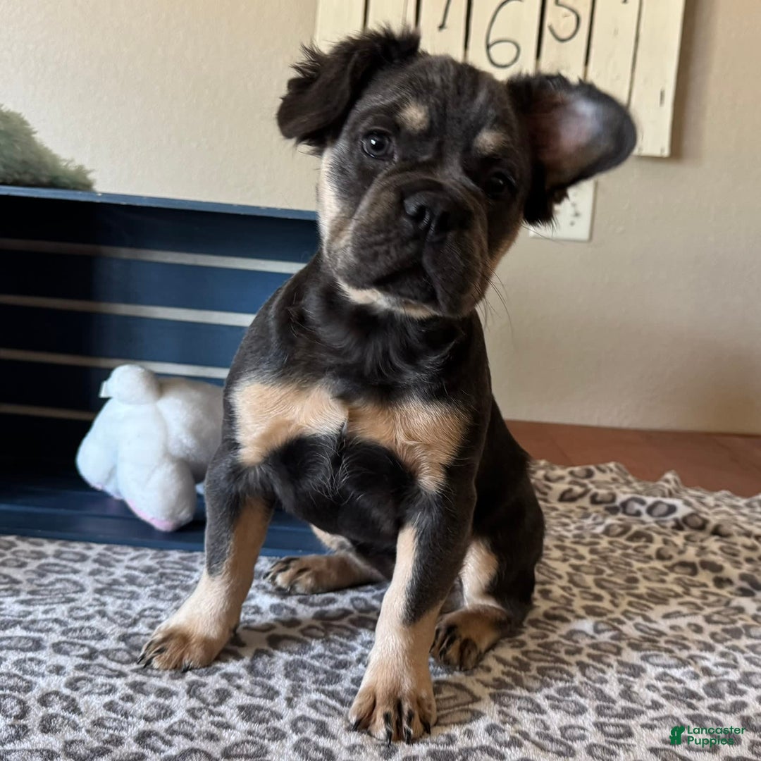 French Bulldog dogs for sale: Wanda - Image 1