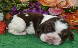 Cocker Spaniel dogs for sale: Acechocolatetanparticockerpuppy - Image 3