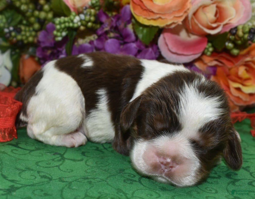 Cocker Spaniel dogs for sale: Acechocolatetanparticockerpuppy - Image 3