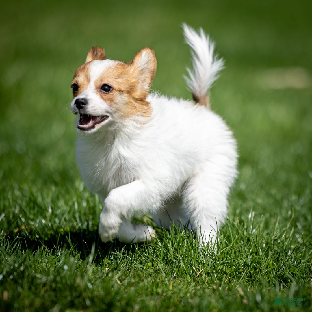 Papillon dogs for sale: Pippi - Image 1