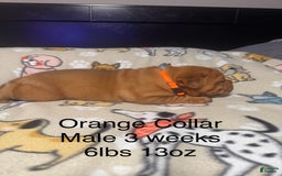 Dogue De Bordeaux dogs for sale: Orange Collar Male - Image 2