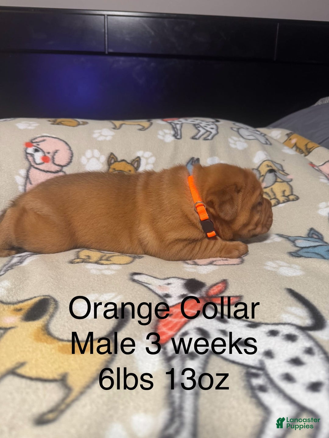 Dogue De Bordeaux dogs for sale: Orange Collar Male - Image 2