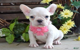 French Bulldog dogs for sale: Fargo - Image 1