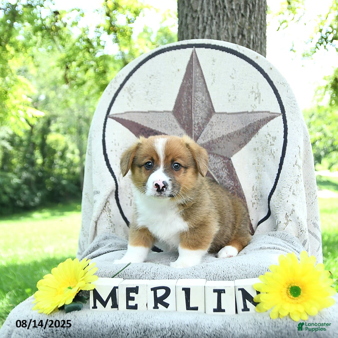 Welsh Corgi Pembroke dogs for sale: Merlin - Image 2