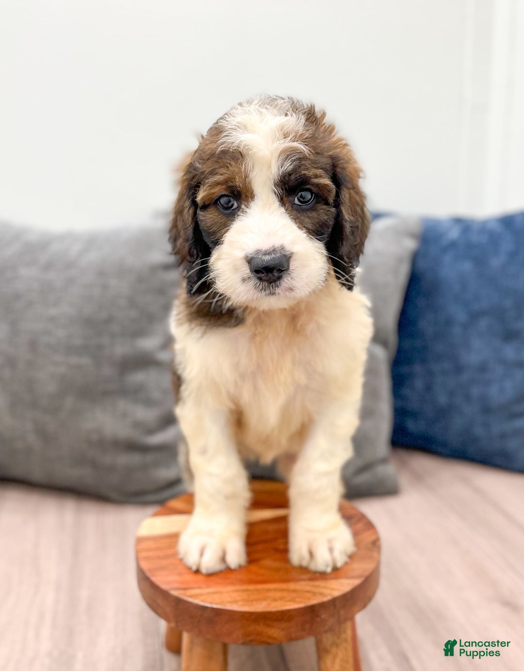 Saint Berdoodles dogs for sale: Sasha - Image 1